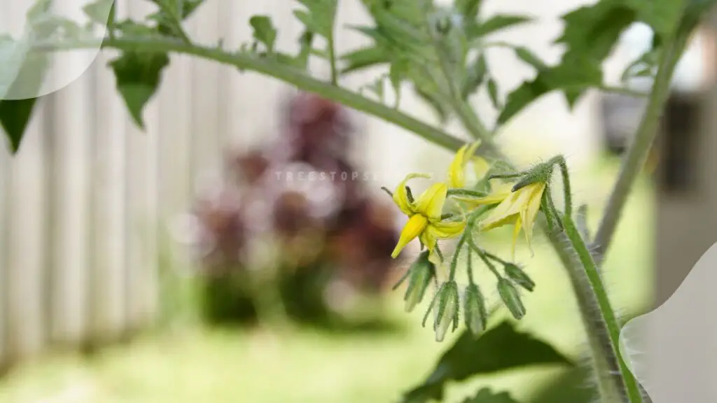 Tomato Plants Flower but No Fruit