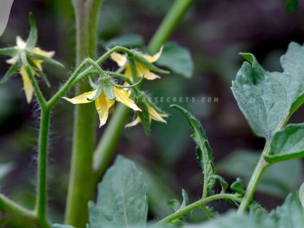 Tomato Plants Flower but No Fruit: Causes & Solutions