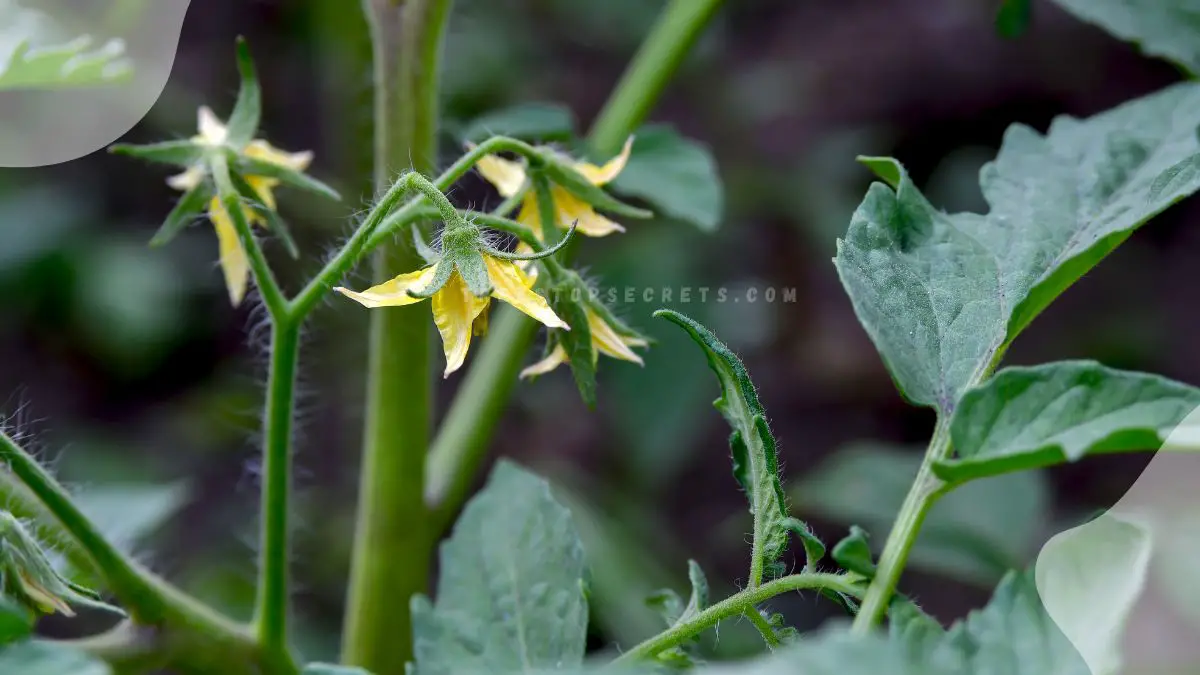 Tomato Plants Flower but No Fruit: Causes & Solutions