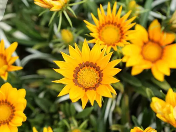 Treasure Flower Gazanias: Cultivation Guide