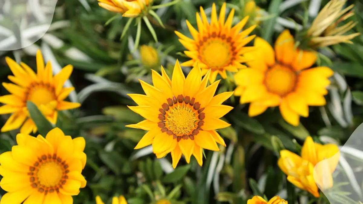 Treasure Flower Gazanias: Cultivation Guide