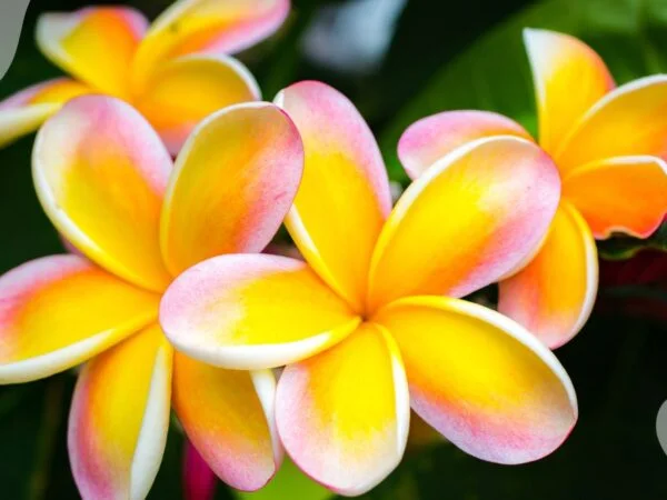 Tropical Plant Flowers: Beginner's Guide to Exotic Care