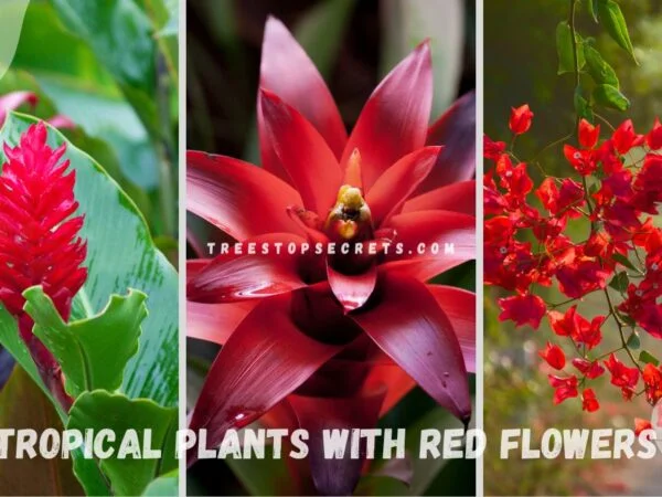 Tropical Plants with Red Flowers: Exotic Beauty Guide