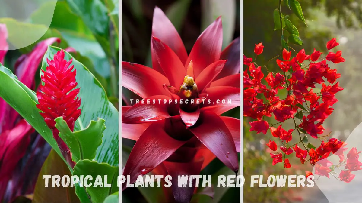 Tropical Plants with Red Flowers: Exotic Beauty Guide