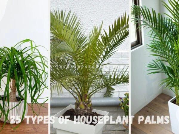 Types of Houseplant Palms: 25 Indoor Beauties