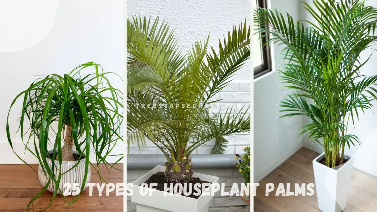 Types of Houseplant Palms: 25 Indoor Beauties