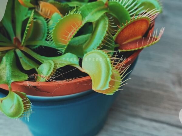 Venus Flytrap Flowering: Your Complete Guide