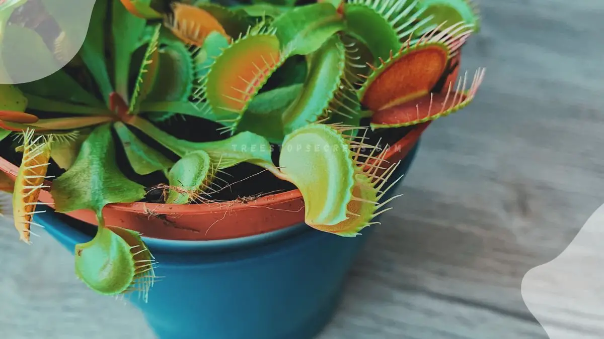 Venus Flytrap Flowering: Your Complete Guide