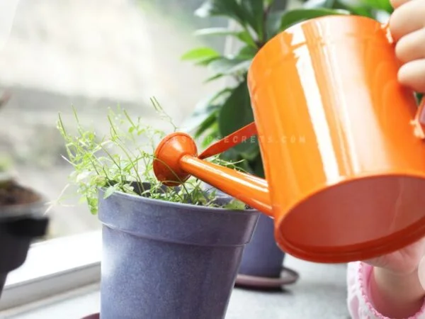 Watering Pot for Plants: Boost Growth with Self-Watering Pots