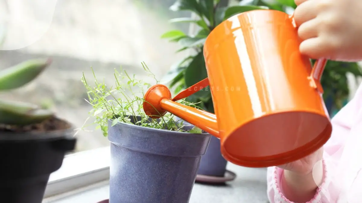 Watering Pot for Plants: Boost Growth with Self-Watering Pots