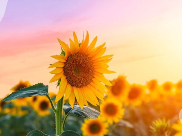 What Do Sunflowers Represent: Unveiling Historical & Cultural Significance
