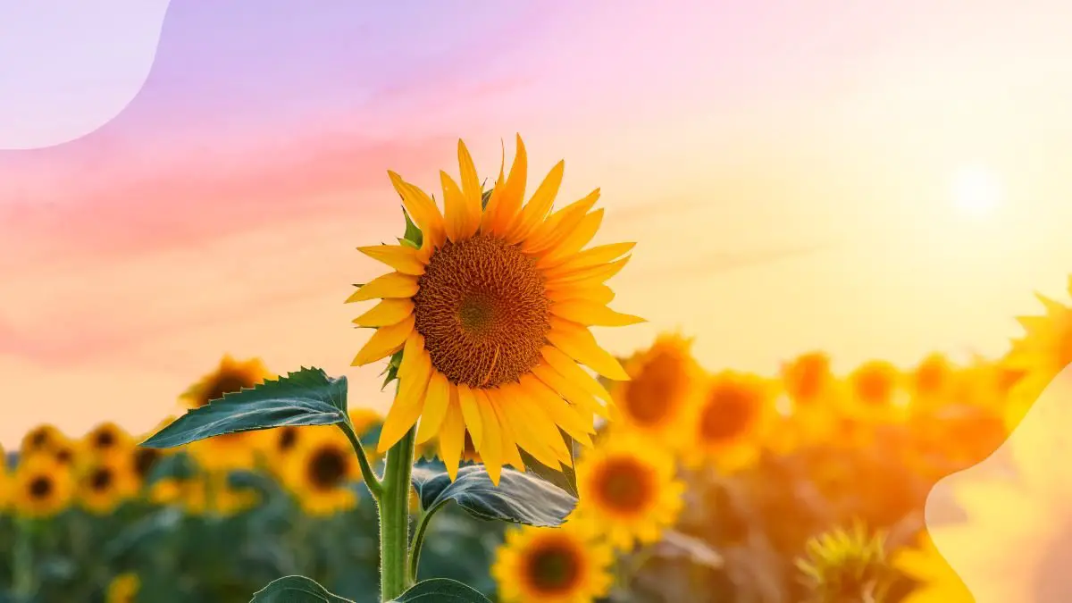 What Do Sunflowers Represent: Unveiling Historical & Cultural Significance