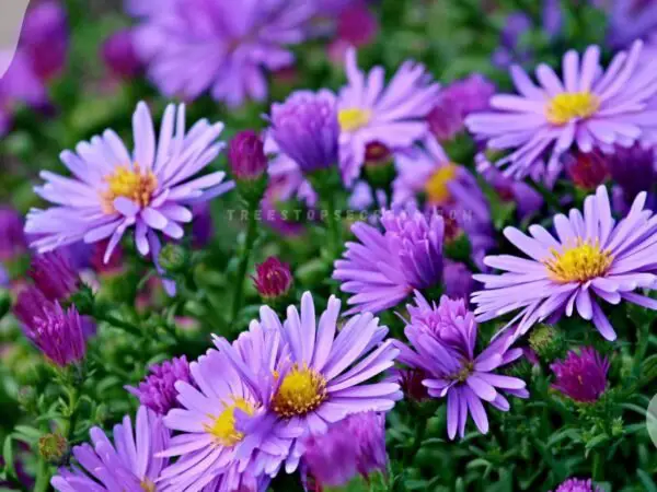 What is the Birth Flower of September? Aster and Morning Glory