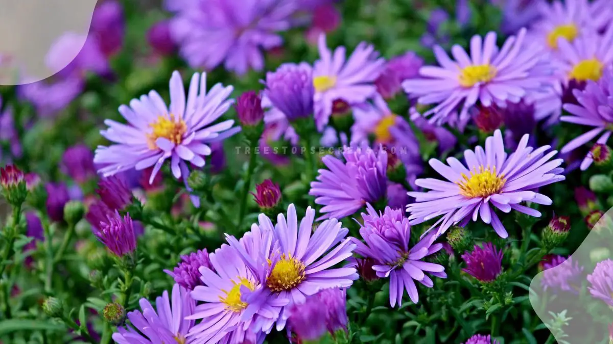 What is the Birth Flower of September? Aster and Morning Glory