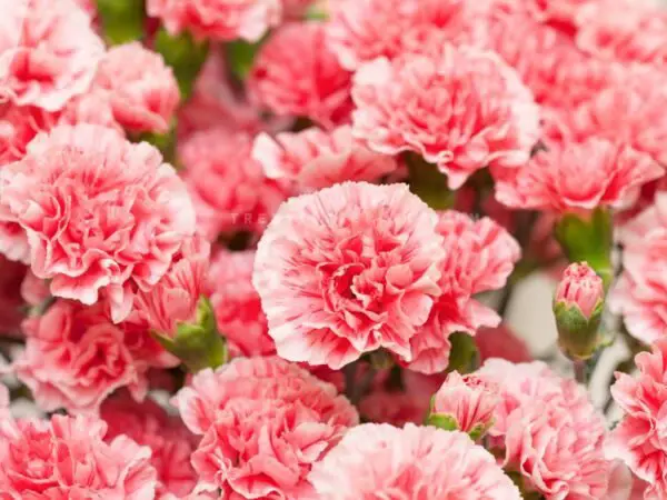 What is the Birthday Flower for January: Carnation & Snowdrop