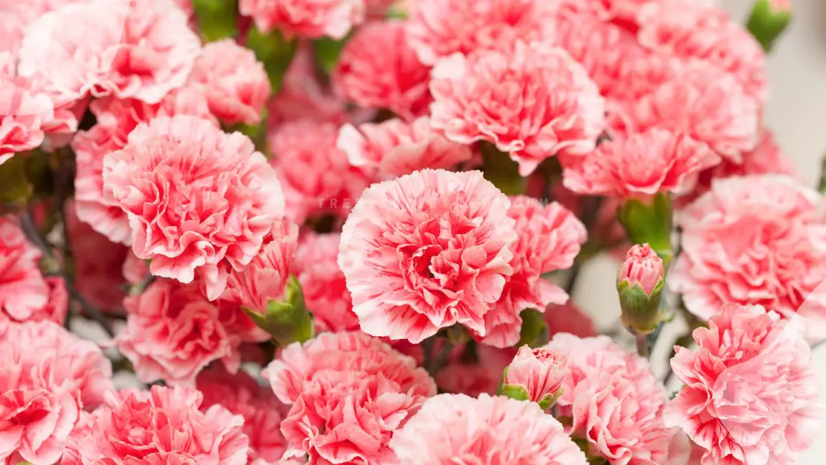 What is the Birthday Flower for January: Carnation & Snowdrop