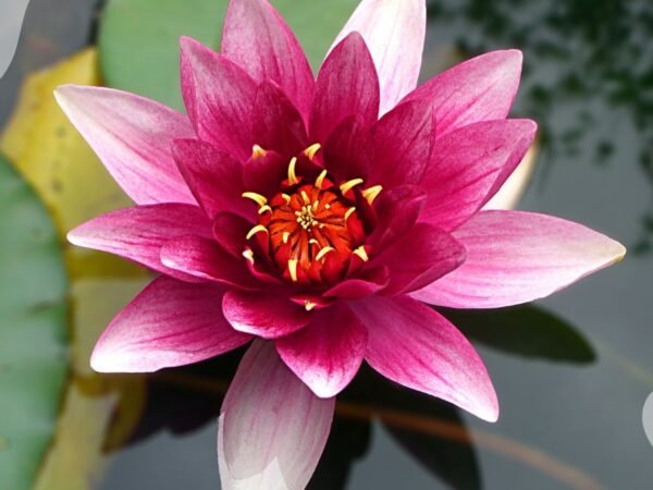 What is the Significance of Lotus Flower: Symbolism & Colors