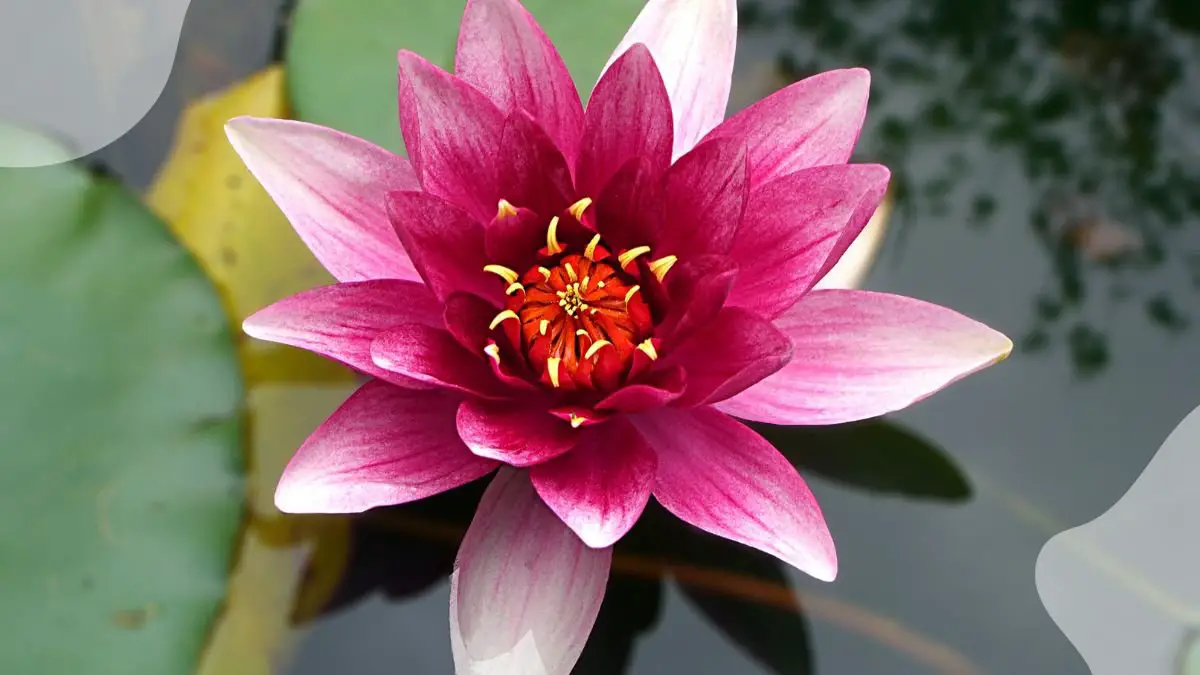 What is the Significance of Lotus Flower: Symbolism & Colors