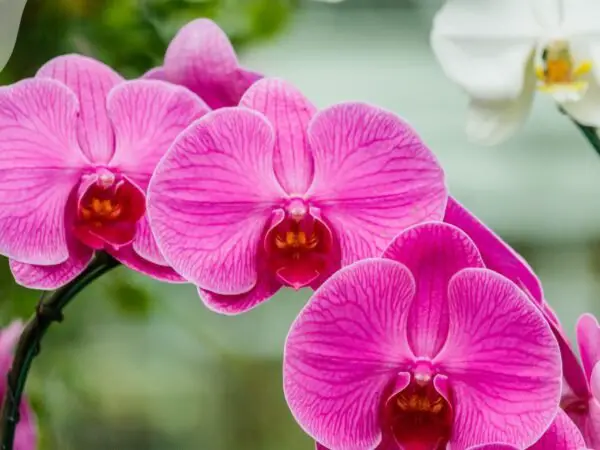 What to Do When Orchid Flowers Die: Non-Flowering Orchid Care