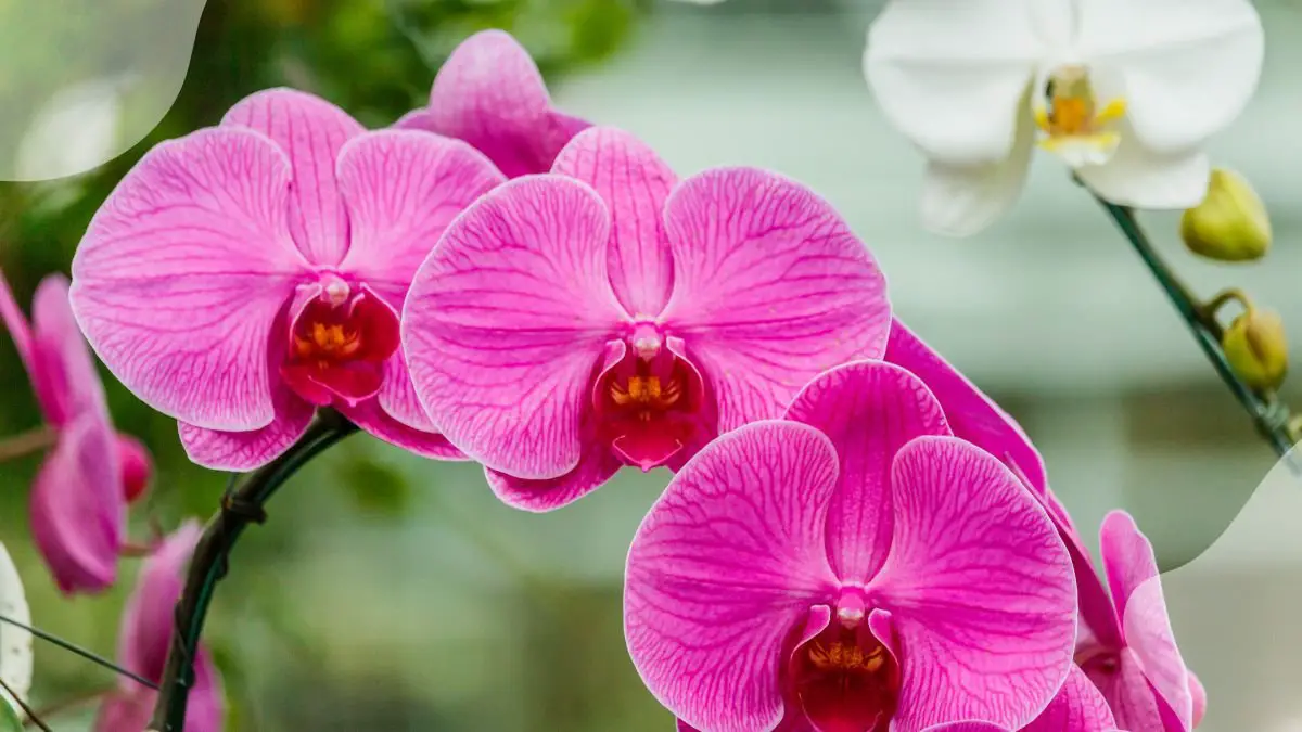 What to Do When Orchid Flowers Die: Non-Flowering Orchid Care