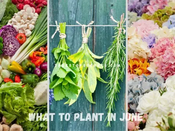 What to Plant in June: Top Gardening Picks
