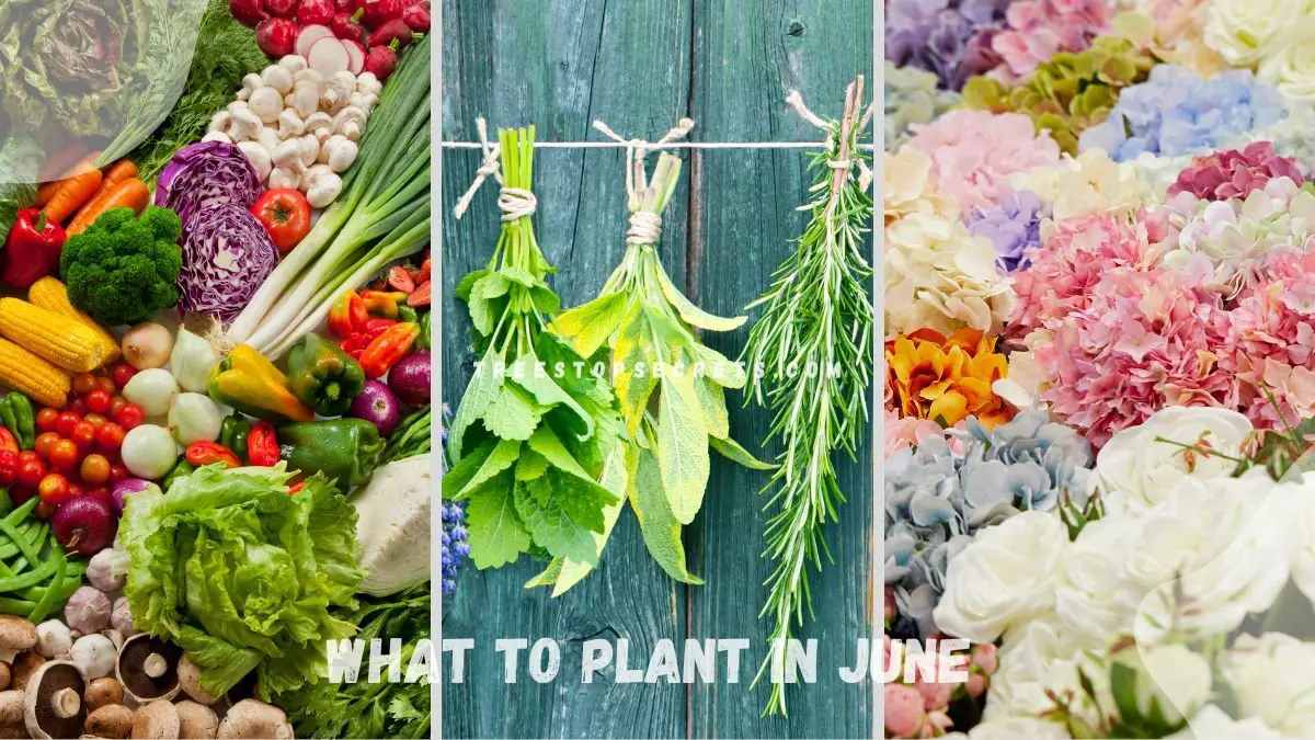 What to Plant in June: Top Gardening Picks