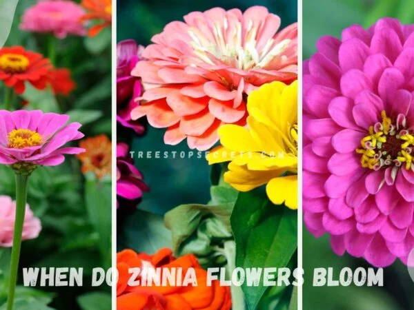 When Do Zinnia Flowers Bloom: Planting & Care Tips