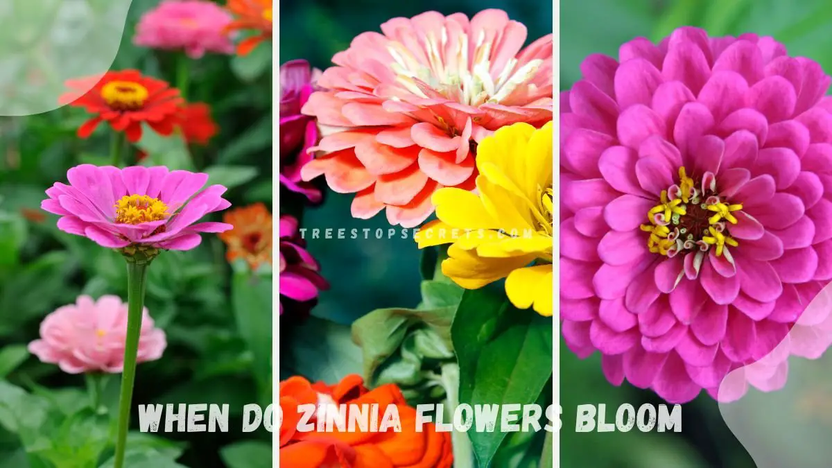 When Do Zinnia Flowers Bloom: Planting & Care Tips