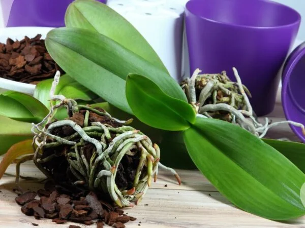 When to Replant an Orchid: 3 Urgent Signs