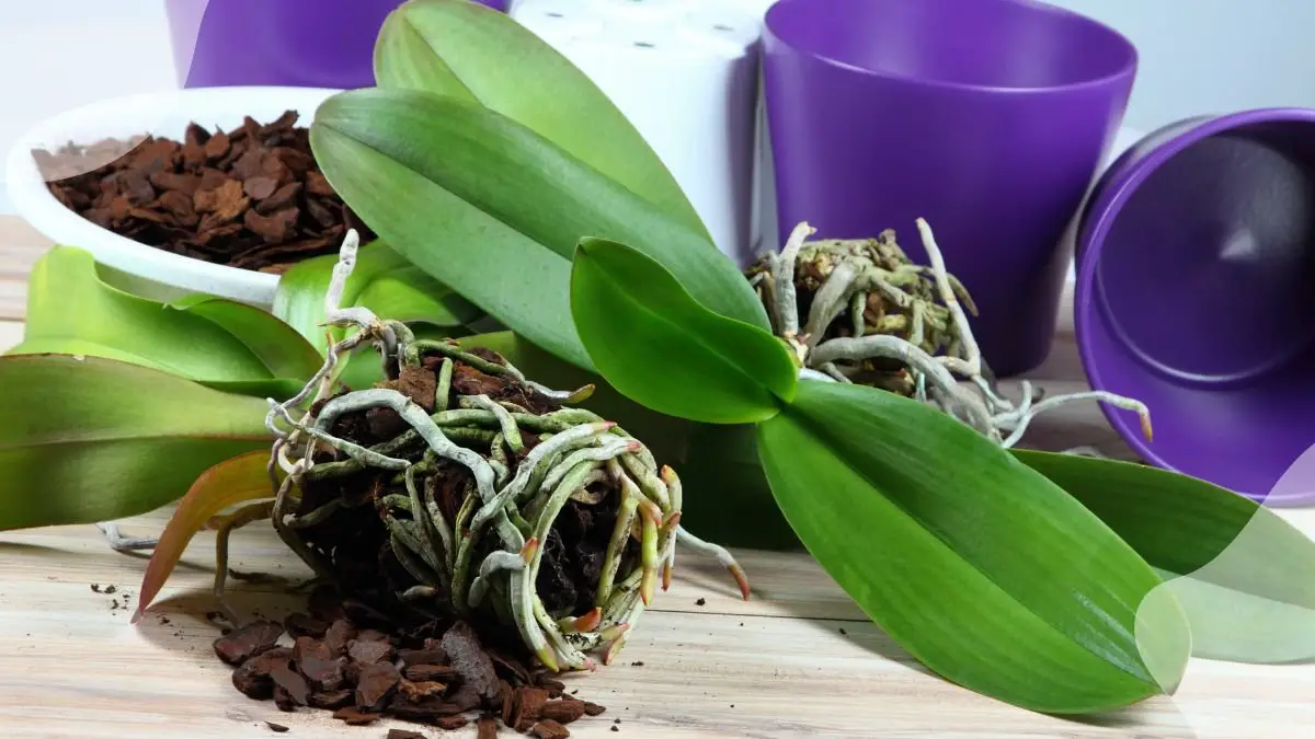 When to Replant an Orchid: 3 Urgent Signs