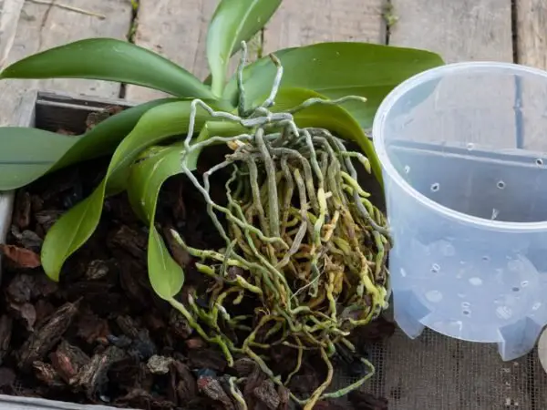 When to Repot Orchid: Best Timing Tips | Orchid Care