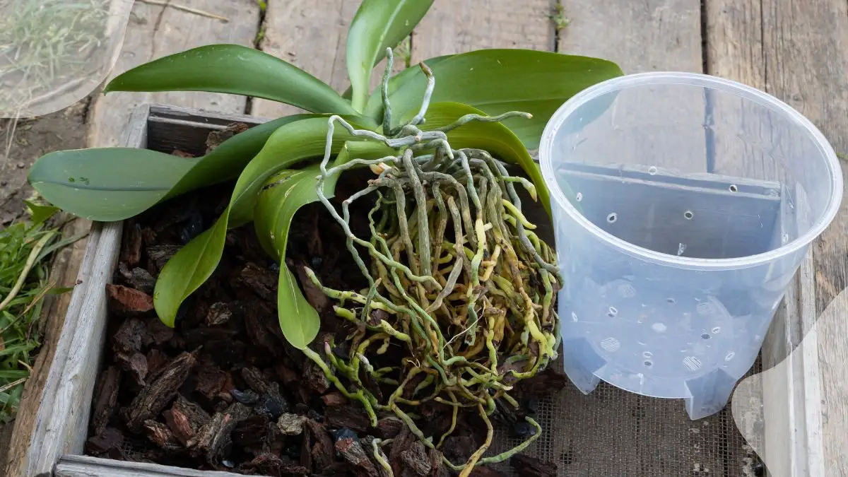 When to Repot Orchid: Best Timing Tips | Orchid Care