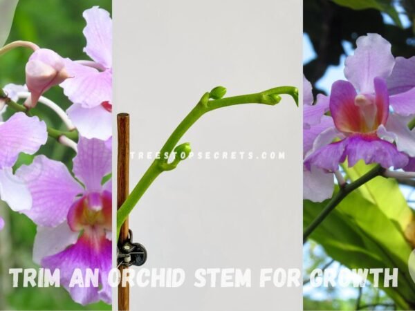Where to Trim an Orchid Stem for Growth: Tips & Tricks