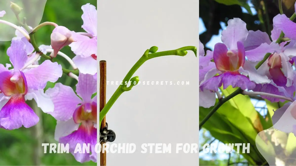 Where to Trim an Orchid Stem for Growth: Tips & Tricks