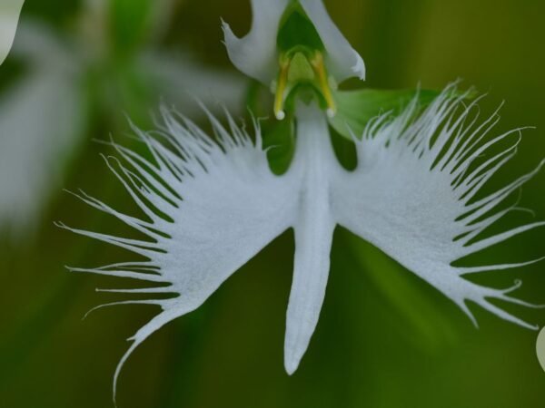 White Egret Orchids: Ultimate Guide