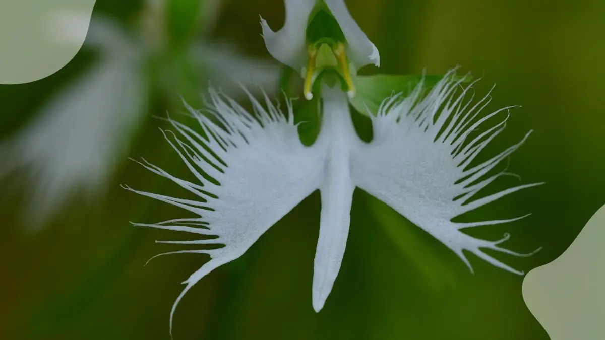 White Egret Orchids: Ultimate Guide