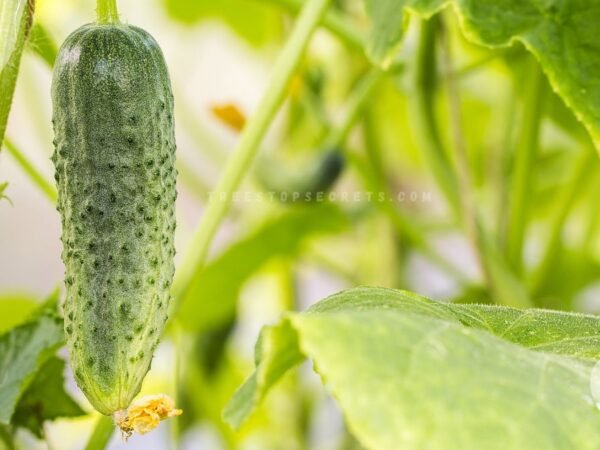 Why Are My Cucumber Plants Turning Yellow? Causes & Solutions