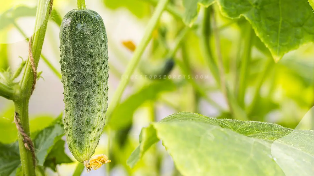 Why Are My Cucumber Plants Turning Yellow? Causes & Solutions