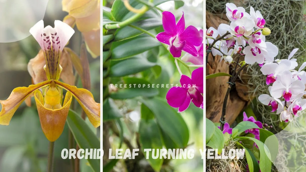 Why Is My Orchid Leaf Turning Yellow? Causes & Solutions
