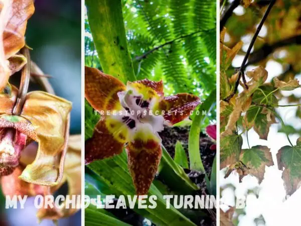 Why are My Orchid Leaves Turning Brown? - Orchid Care Guide