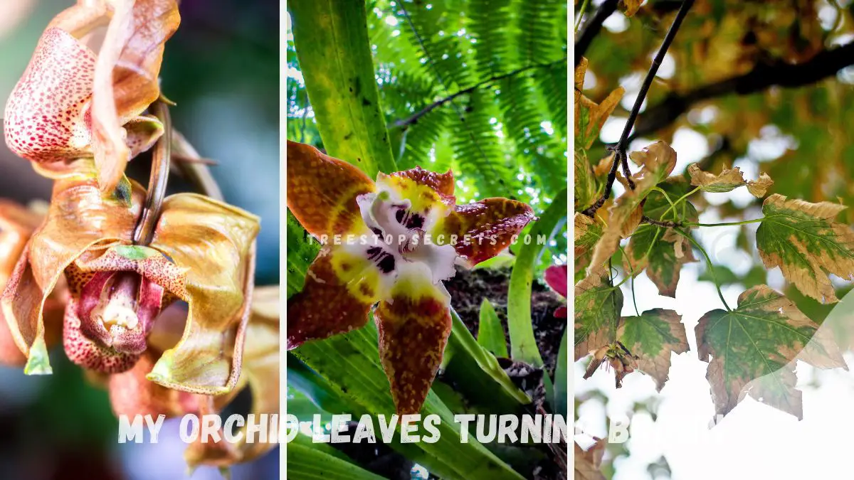 Why are My Orchid Leaves Turning Brown? - Orchid Care Guide