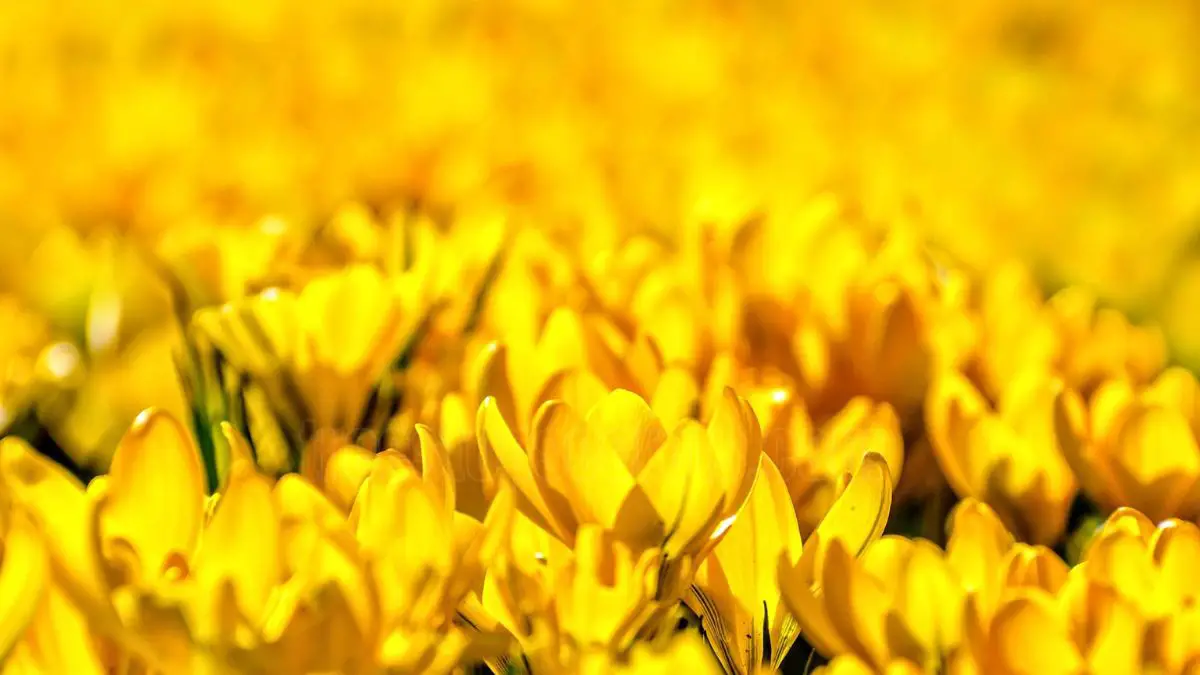 Why are yellow flowers significant on September 21? Details