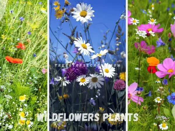 Wildflowers Plants: Regional Guides & Profiles