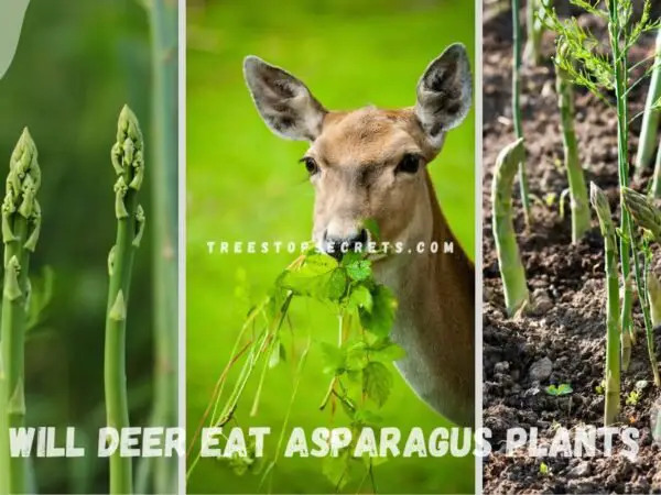 Will Deer Eat Asparagus Plants? Behavior and Protection Insights