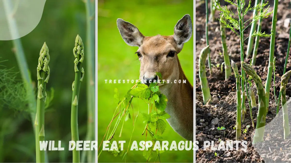 Will Deer Eat Asparagus Plants? Behavior and Protection Insights