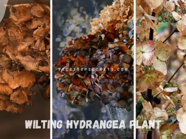 Wilting Hydrangea Plant: Troubleshooting Tips
