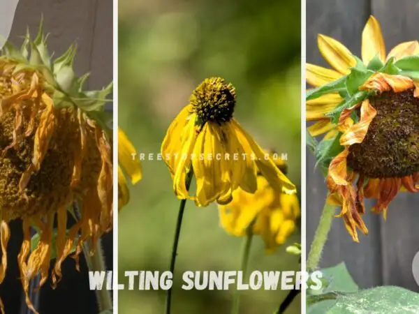 Wilting Sunflowers: Unveiling Drooping Secrets