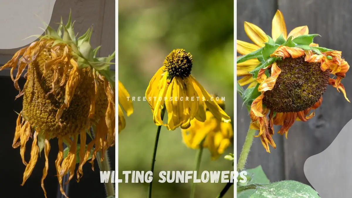 Wilting Sunflowers: Unveiling Drooping Secrets