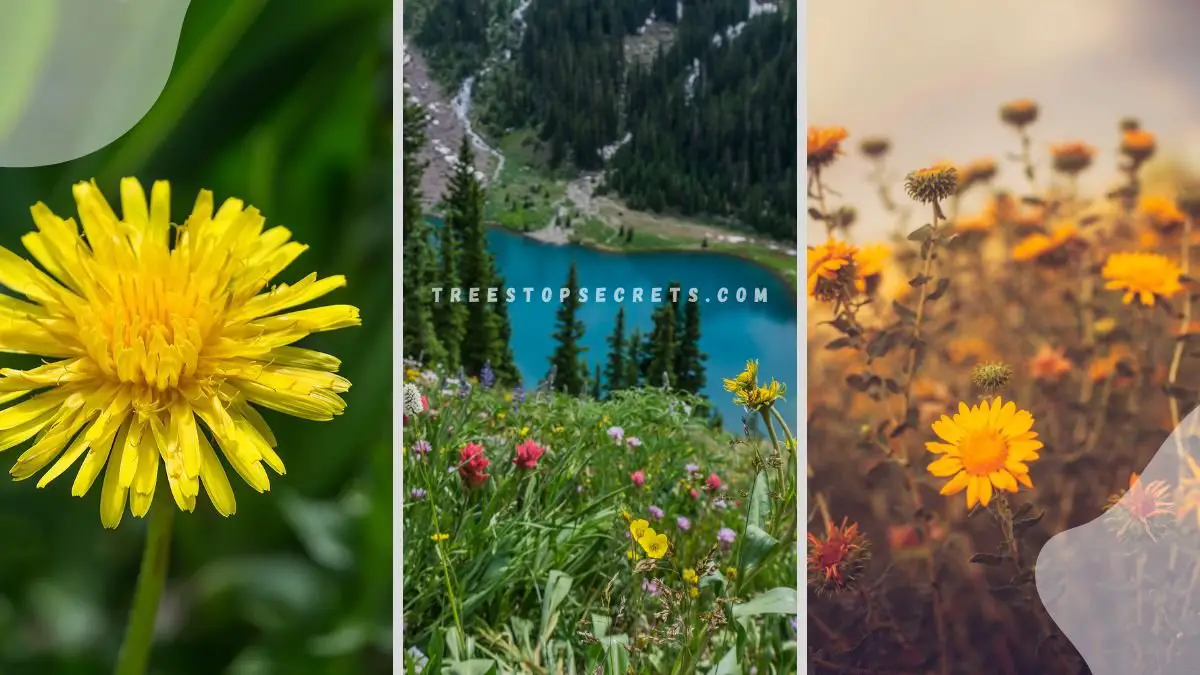 Yellow Wild flowers in Colorado: A Vibrant Display