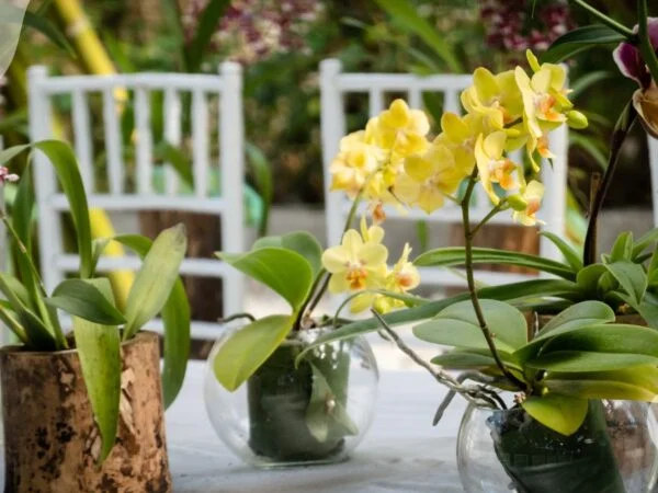 Yellowing Leaves on Orchid: Causes & Solutions